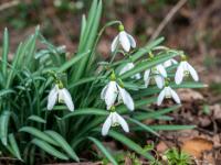 Schneeglöckchen Gruppe
